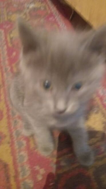 персидский кот цена: Отдам в хорошие руки котят. Две кошечки-одна черная другая