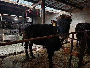 продаю дойную корову: Продаю | Корова (самка) | Для разведения | Привязанные — 1