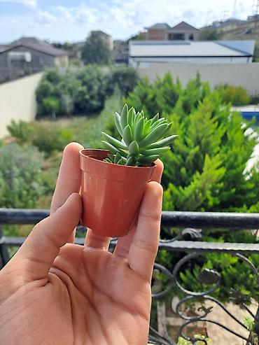 Otaq bitkiləri: Kiçik dibçəkdə dekorativ kaktus - Növ: topavari çoxbaşlı kaktus — 11