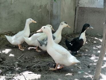 ördek qaz: Dişi, | Kuban, Damazlıq, Ünvandan götürmə