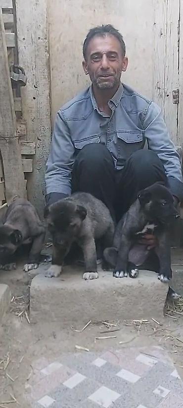 kangal satilik: Kanqal, 2 ay, Erkək, Peyvəndli, Rayonlara çatdırılma, Ünvandan götürmə, Ödənişli çatdırılma — 3