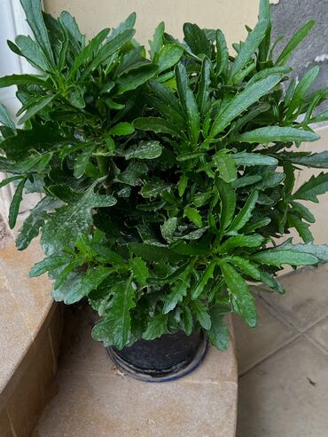 Otaq bitkiləri: Her nov guler var endirimnen verecem Gencedi istiyen yazsin satiş -da lalafo.az — 12 Otaq bitkiləri: Her nov guler var endirimnen verecem Gencedi istiyen yazsin satiş — 12