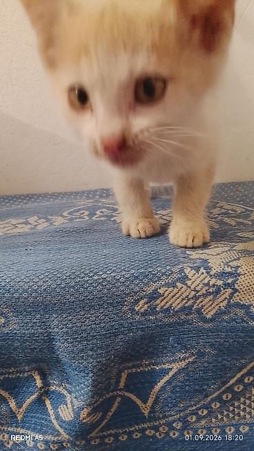 вет: Котёнок рыже-белого окраса - Домашний короткошёрстный котёнок с ярким — 1