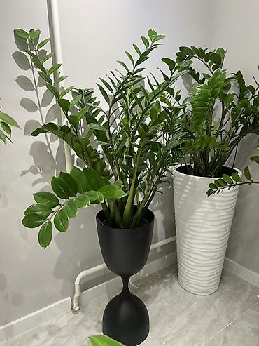 Фикусы: Фикус Бенджамина в напольных кашпо - Два взрослых деревца в отдельных — 12