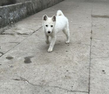 Продажа собак: Лайка, 3 месяца, Самец — 4