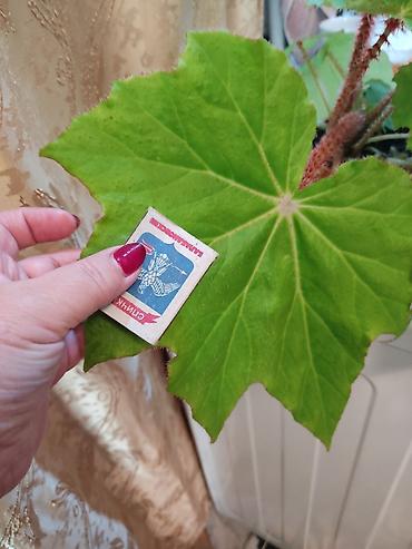 Другой декор и предметы интерьера: Цветы распродажа от 100 сом остатки до 1300 сом. Живу рядом с Дордой — 28