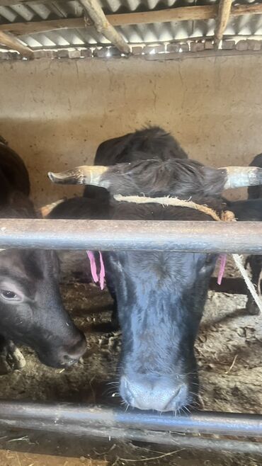 Коровы, быки: Продаю | Корова (самка) | Для разведения | Привязанные — 8