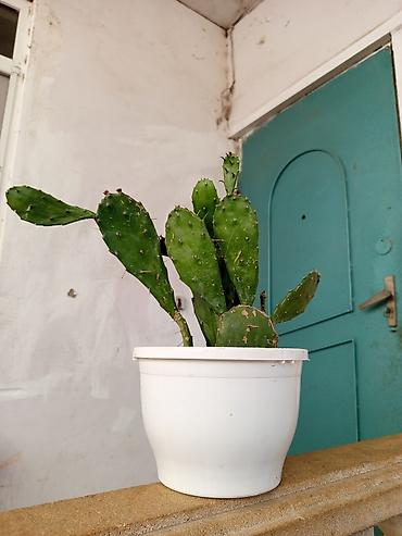 купить кактус: Opuntia (tikanlı armud) kaktusu – saksıda dibcekle birge 12 dibceksiz — 3