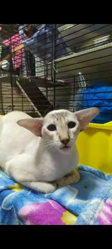 Продажа кошек: Ориентальная, 2 года, Девочка, Белый, Кастрирована, Приучена к лотку, Проглистована — 17