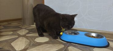 Pişiklər: Britan, Erkək, Yaxşı əllərə, Ünvandan götürmə — 9