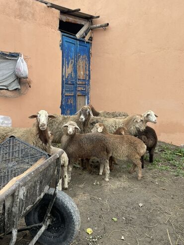 Qoyunlar, qoçlar: Salam Heyvanlar hamısı sağlam ağır boğazdılar ana baladılar satılırlar — 12