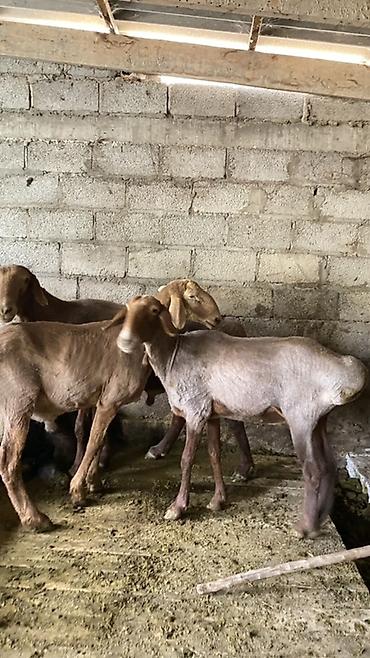 Продам с/х животных: Продаю | Баран (самец) | Полукровка — 5
