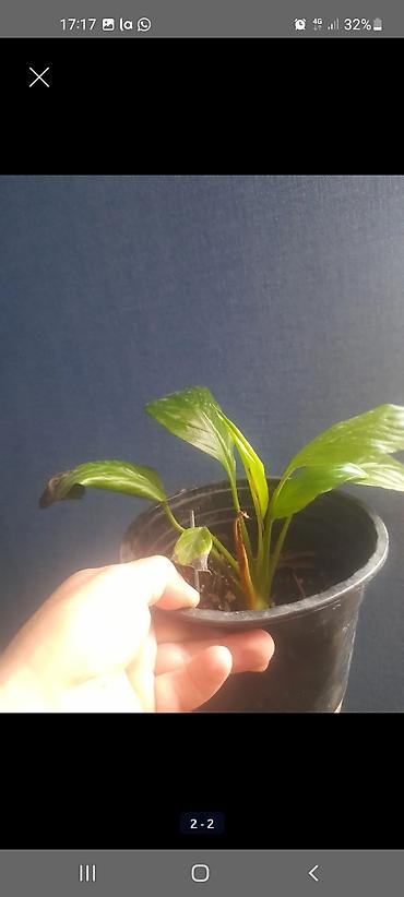 dibcek satisi: Spathiphyllum (Sülh çiçəyi) – qapalı otaq bitkisi 20 azn satilir - — 2