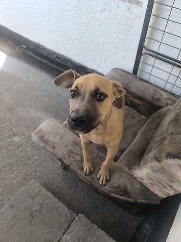 Продажа собак: ❤️🐾 Продам в хорошие руки питбуля Спарту! 🐾❤️ Знакомьтесь, это наша — 4