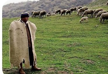 malyar is elanlari: Çoban, 50 yaş, 5 ildən artıq təcrübə — 1
