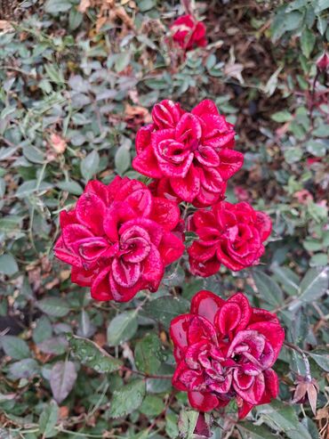 печь для отопления дома бишкек: Саженцы цветка: Розы, Платная доставка