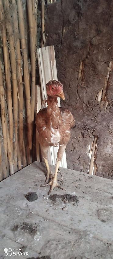 Toyuqlar: Toyuq, Damazlıq — 5