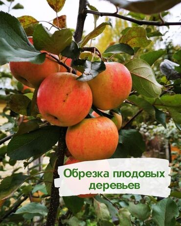 Туристические услуги: 🌿 Обрезка плодовых деревьев