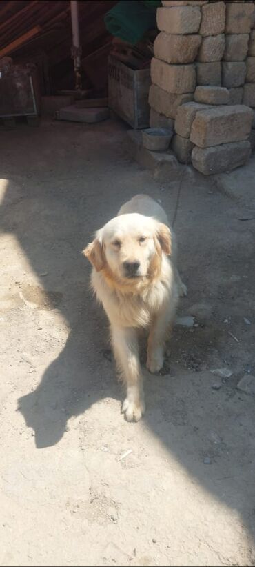 coban iti: Labrador-retriver, 9 ay, Erkek, Peyvəndli, Ödənişli çatdırılma