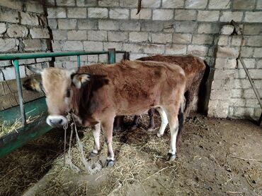 Dana, buzov: Dana, buzov, Dişi, Holsteyn, ay: 1, 560 kq, Ətlik — 6