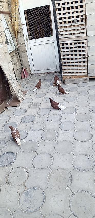 dekorativ goyərcin: Agquyruqlar 5de erkekdi qiymet birine aiddi barterde var baxir — 6