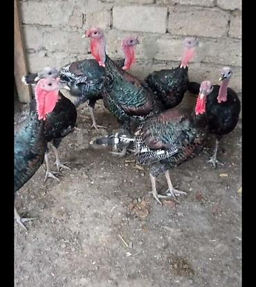 cins ineklerin satisi 2018: Amerika Bronzo.Təmiz cins.Öz həyətimin heyvanlarıdır.8 aylıq. Tam — 1