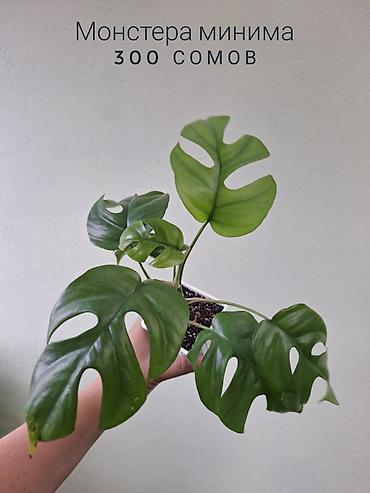 спринклер: 🌿 Комнатные растения/цветы (детки/молодые растения). 🪴 Названия и цены — 8