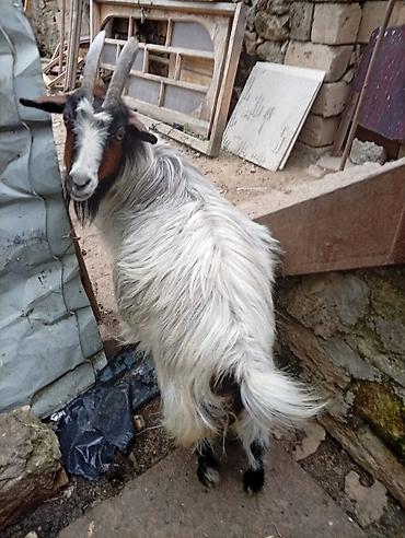 keci heyvan: Dişi, il: 4, Südlük, Ünvandan götürmə — 1