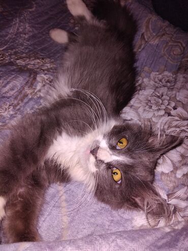 Pişiklər: Meyn-kun, Erkək, Yaxşı əllərə, Ünvandan götürmə — 1