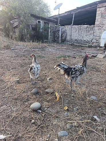 Məhsul: Yerli kənd toyuqları (cüt) Təsvir: - Şəkillərdə görülən 2