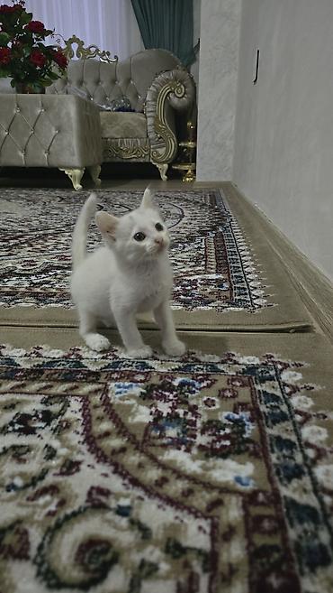 sahiblendir: Yaxşı əllərə — 1