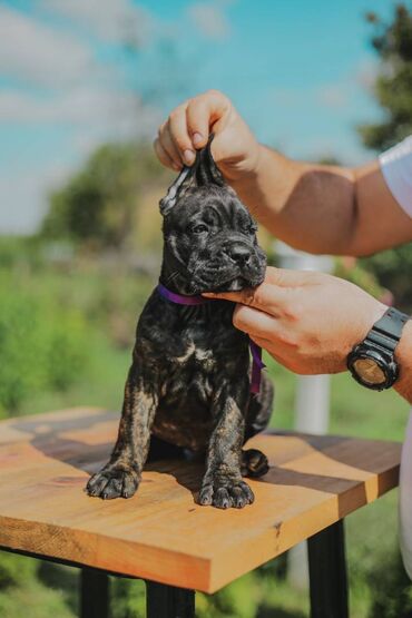 zenske krem pantalone m: Cane Corso štenci Postanite vlasnik jednog od naših vrhunskih Cane