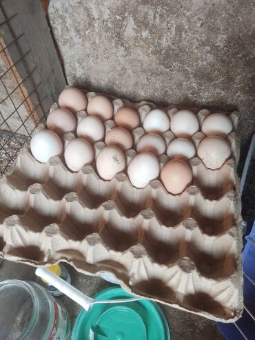 индюки биг 6 купить яйцо: Продаю | Цыплята, Инкубационные яйца | Для разведения