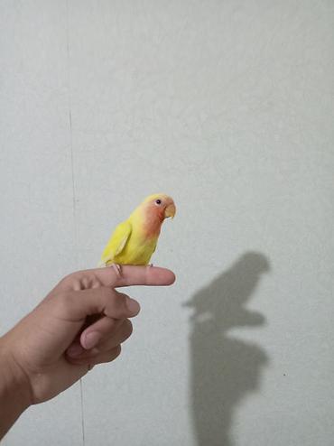 Quşlar: Sevimli “lovebird” (agapornis) papuqayları - Növ: Agapornis — 2