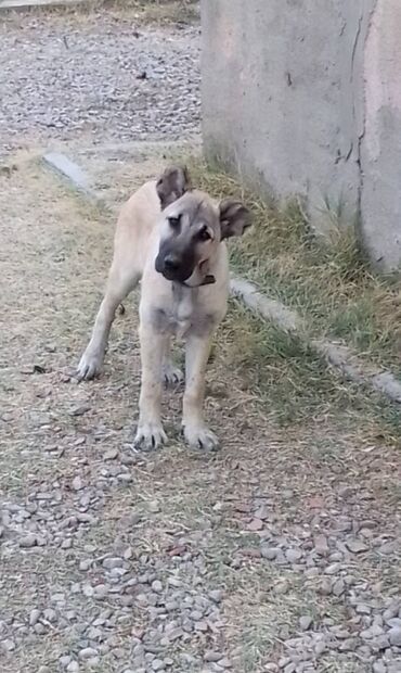 kanqal qiymeti: Kanqal, 4 ay, Dişi, Peyvəndli, Ünvandan götürmə