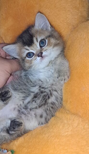 отдам кота я его боюсь: Британская короткошёрстная, 1 месяц, Мальчик, Золотая шиншилла, Приучена к лотку, Проглистована, С прививками