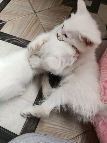 американская короткошёрстная кошка: Кошка даром: Американская короткошёрстная, 1 месяц, Мальчик, Приучена к лотку