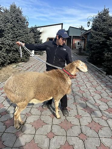 Баран, овца: Продаю | Баран (самец) | Для разведения | Племенные — 5