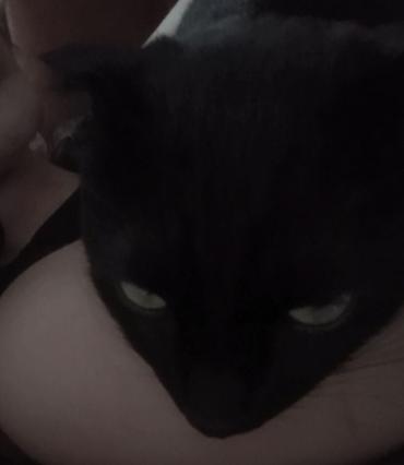 кошка черная: 2 года, Мальчик, Черный — 5