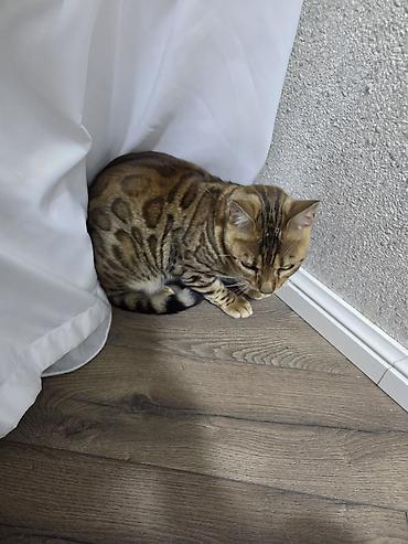 Pişiklər: Benqal, Dişi, Ünvandan götürmə — 9