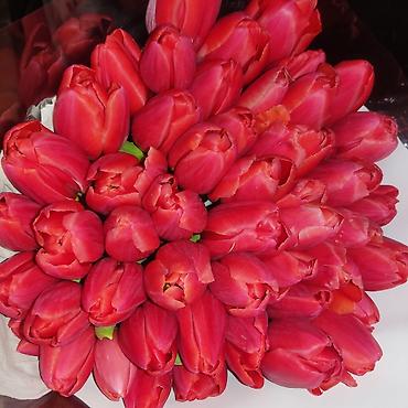 Букеты из живых цветов: Открыта бронь на тюльпаны оптом и розницу 2026 года к 8 марта — 12