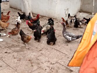 Ördəklər: Başlıq:Ev quşları Təsvir: Həyət quşları satılır: - Ördeyin xoruzu – — 14