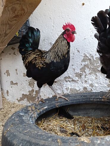 Toyuqlar: Toyuq, Damazlıq, Ödənişli çatdırılma, Ünvandan götürmə — 6