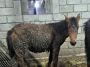 Лошади, кони: Продаю | Кобыла (самка) | Для разведения — 6