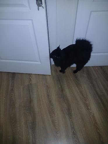 Pişiklər: Yaxşı əllərə — 5