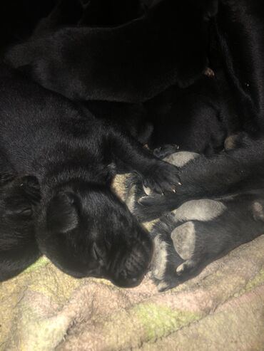 İtlər: Kane-Korso, Cütləşmə üçün, Ünvandan götürmə -da lalafo.az — 10 İtlər: Kane-Korso, Cütləşmə üçün, Ünvandan götürmə — 10