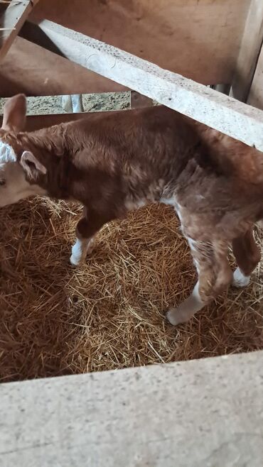 Коровы, быки: Simmental buzov satılır. Ünvan Məhəmmədi kəndi