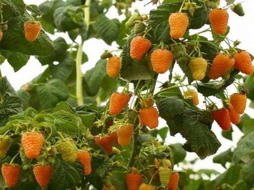 где можно купить ремонтантную малину: Отдаю даром кусты долгоиграющей желтоплодной малины Оранжевое чудо