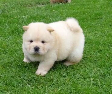 Lovely Chow chow Puppies for free adoption,They are 11 weeks old