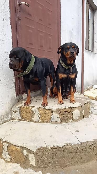 it satiram 50 manat: Rotveyler, 2 ay, Dişi, Peyvəndli, Ünvandan götürmə — 1